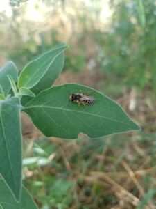abeille sauvage - parc photovoltaÏque