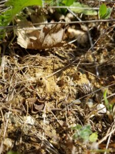 entrées de nids d'abeilles sauvages dans le sol