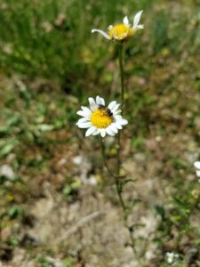 abeille sauvage en train de butiner au sein d'un parc photovoltaïque