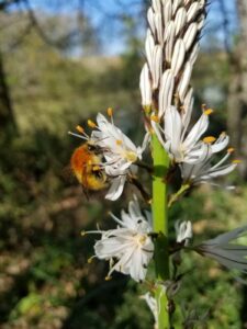 abeille sauvage bombus humilis - parc photovoltaïque