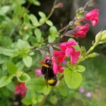 abeille sauvage - bombus terrestris - parc photovoltaïque