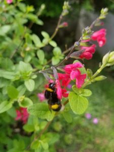 abeille sauvage - bombus terrestris - parc photovoltaïque