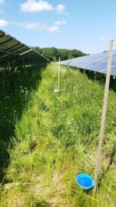 mise en place de coupelles colorées pour piéger et identifier les espèces d'abeilles présentes