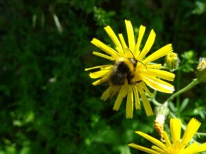 Abeille sauvage - parc photovoltaïque