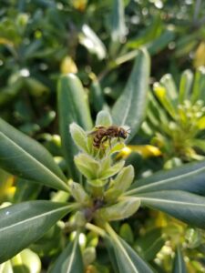 abeille sauvage qui butine - parc photovoltaïque - halictus