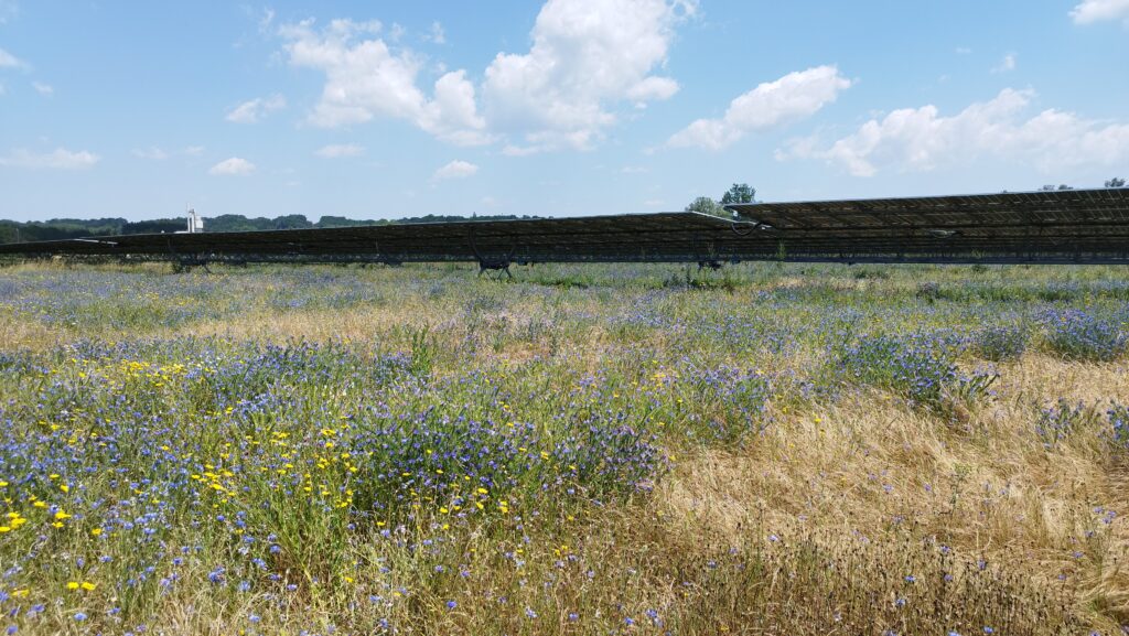 parc photovoltaïque semé et fleuri pour attirer les pollinisateurs