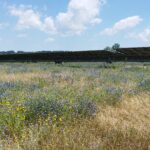 Lire la suite à propos de l’article Parcs photovoltaïques : quel(s) impact(s) sur les pollinisateurs sauvages ?