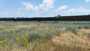 parc photovoltaïque semé et fleuri pour attirer les pollinisateurs