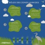 infographie - rôles des zones humides