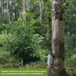 Lire la suite à propos de l’article Chiroptères – La Grande Noctule contactée dans le Tarn