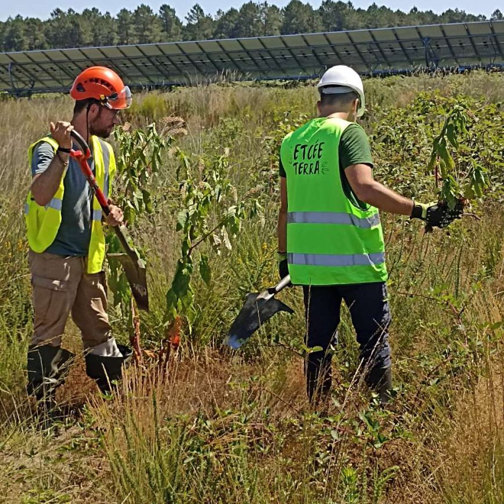 Technicien génie écologique La Garonnaise - groupe Etcée Terra : travail d'arrachage de plantes exotiques envahissantes.